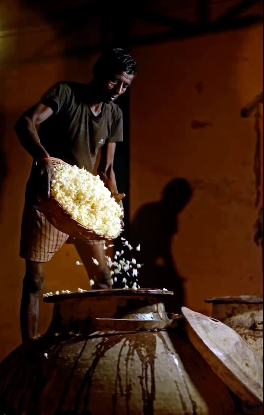 Jasmine flowers used in Kannauj natural jasmine attar, handcrafted with traditional Deg Bhapka distillation