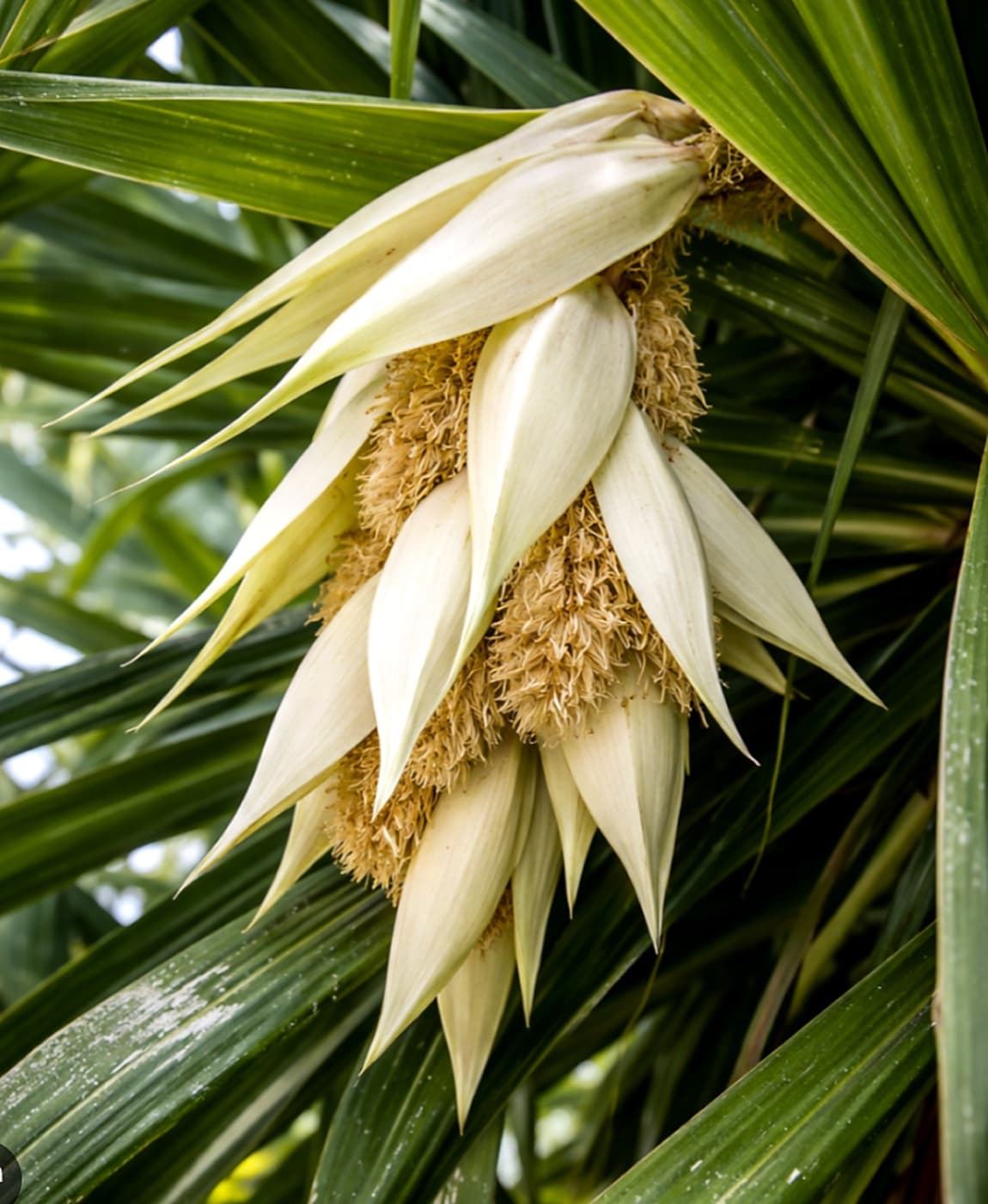 Kewda flower used to make natural Kewda attar in Kannauj using traditional distillation