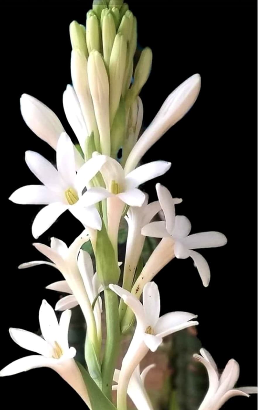 Rajnigandha flowers used in natural Kannauj attar made with traditional Deg Bhapka distillation