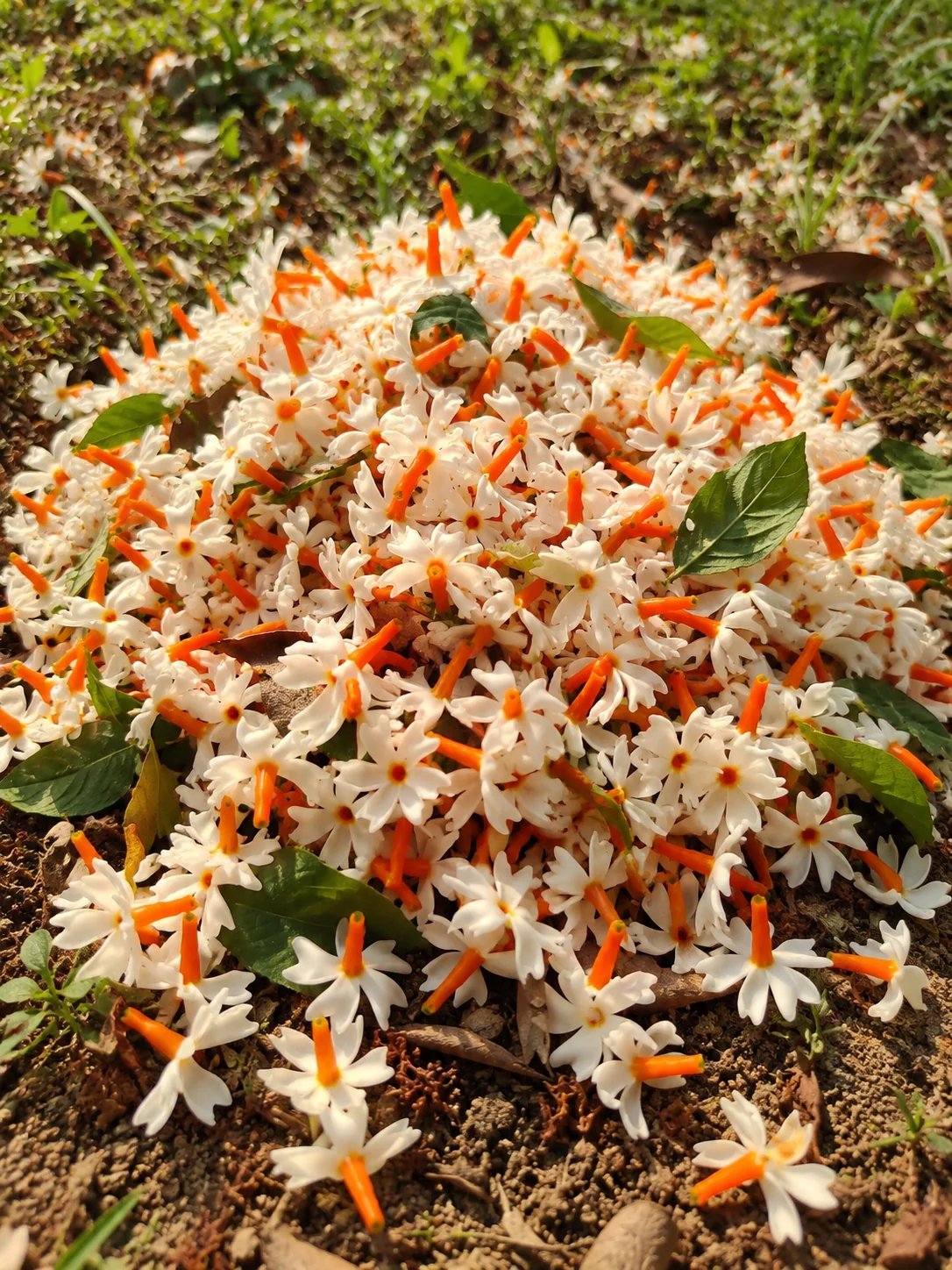 Harsingar flowers for Harsingar attar from Kannauj